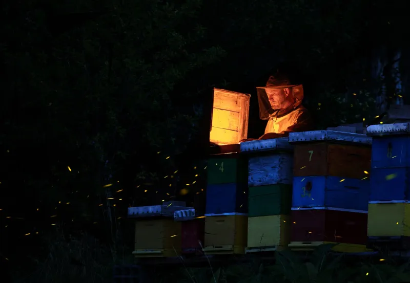 Phase-Locking in the Dark: What Firefly Swarms Teach Engineers About Collision-Free Wireless Networks