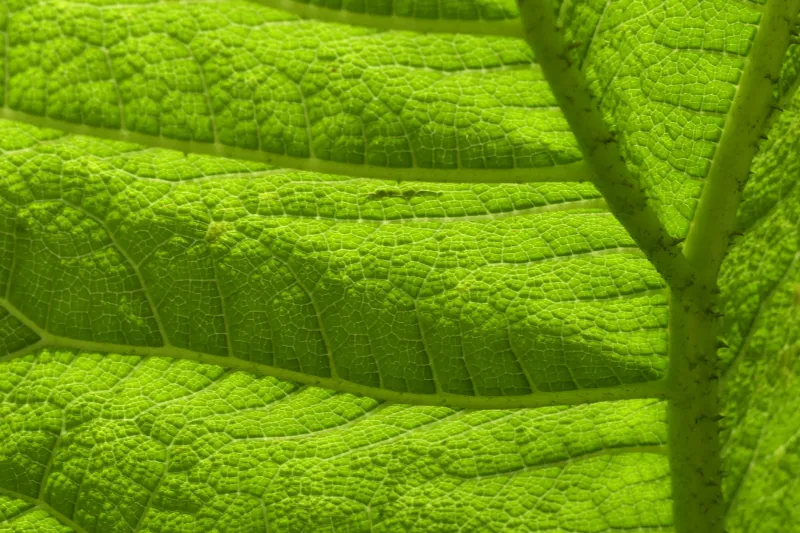 Nature's Quantum Trick: How Photosynthesis Uses Wave Interference to Achieve Near-Perfect Energy Transfer